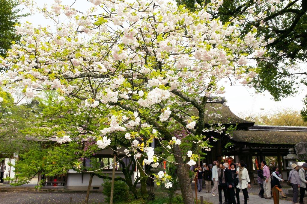 Hirano Shrine 5