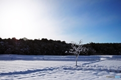 a snowy landscape 2