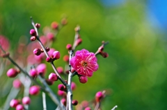 Japanese apricot with red blossoms 4