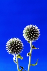 Echinops 1