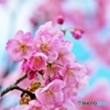 陽光桜2017-3