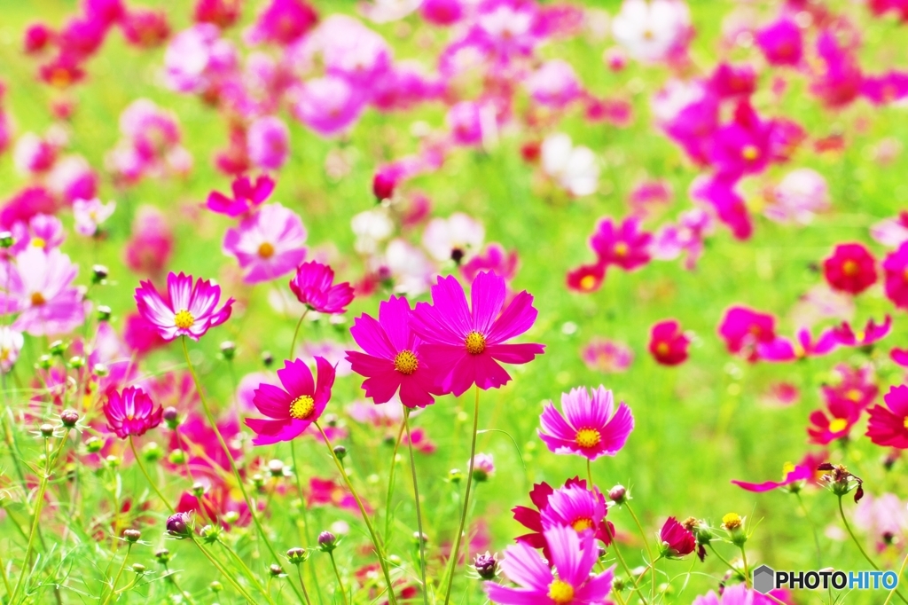 Cosmos_2015_5