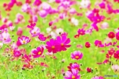 Cosmos_2015_5