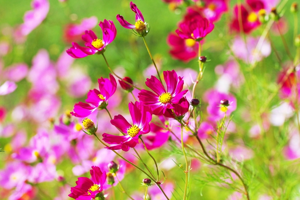 The color of love full of screen 2