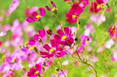 The color of love full of screen 2