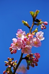 Blooms in cold weather