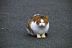 Individual cats 1