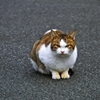 Individual cats 1