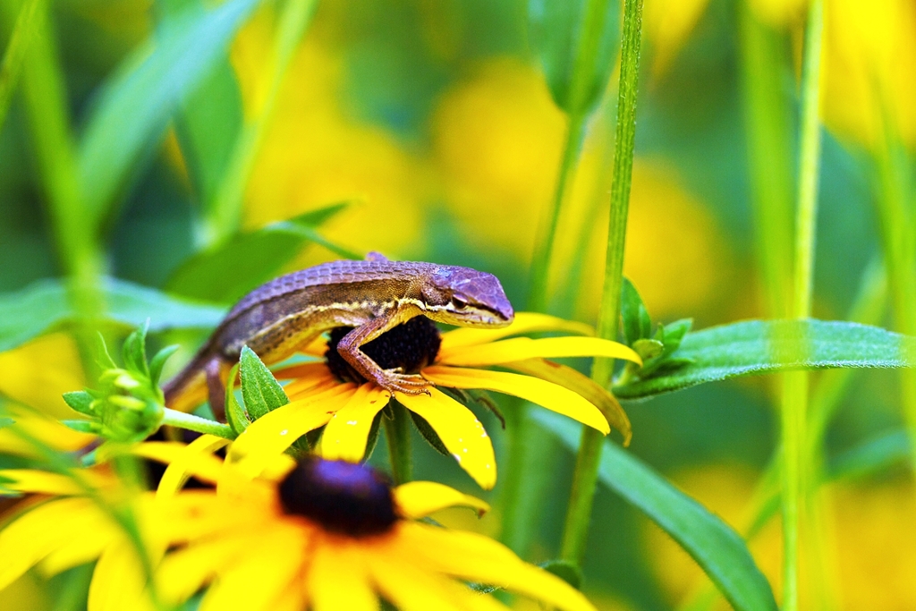 Lizard1