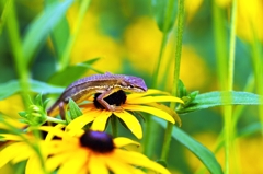 Lizard1
