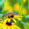 Lizard1