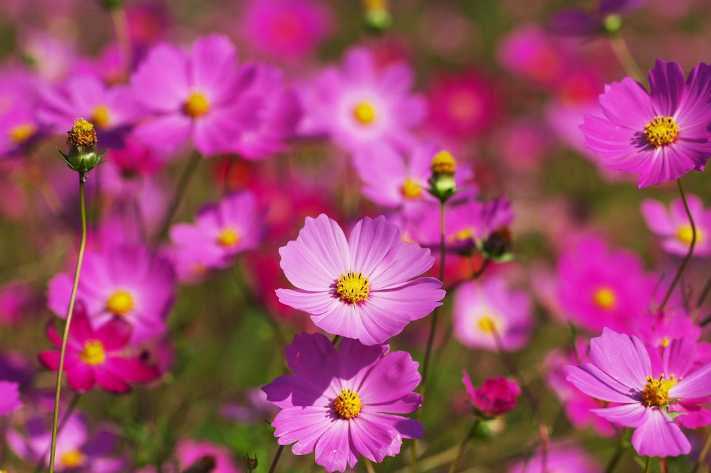 Gorgeous autumn "Shocking Pink"