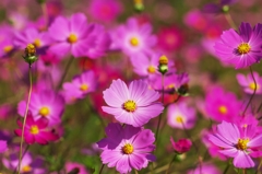 Gorgeous autumn "Shocking Pink"
