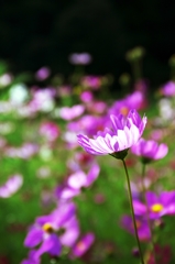Pink light faintly