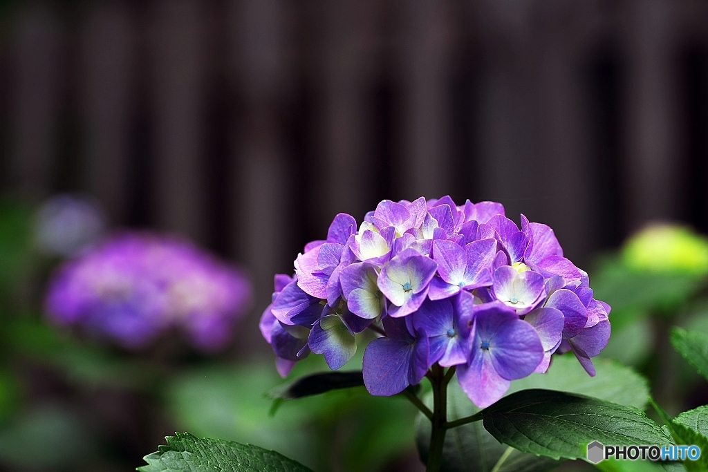 紫陽花日和の日曜日　７