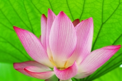 Lotus 10