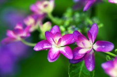 Purple star 4