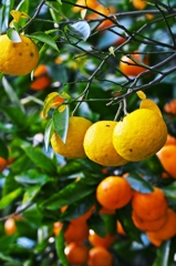 Citrus fruits