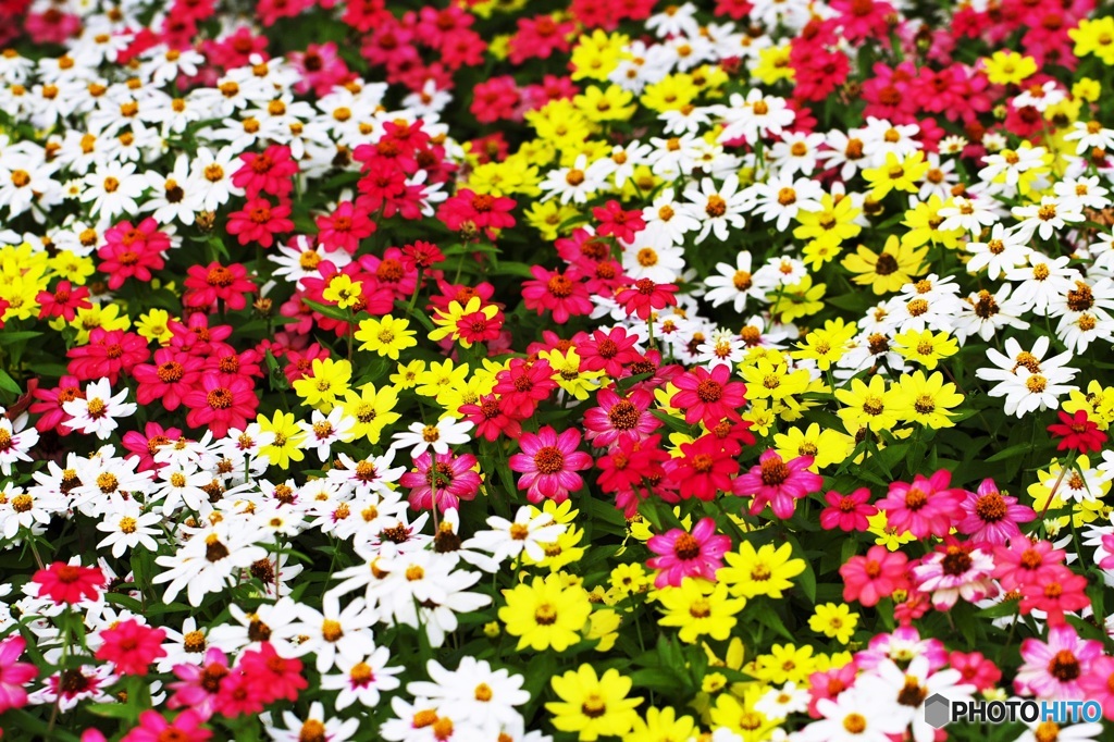 Vivid Colors 4