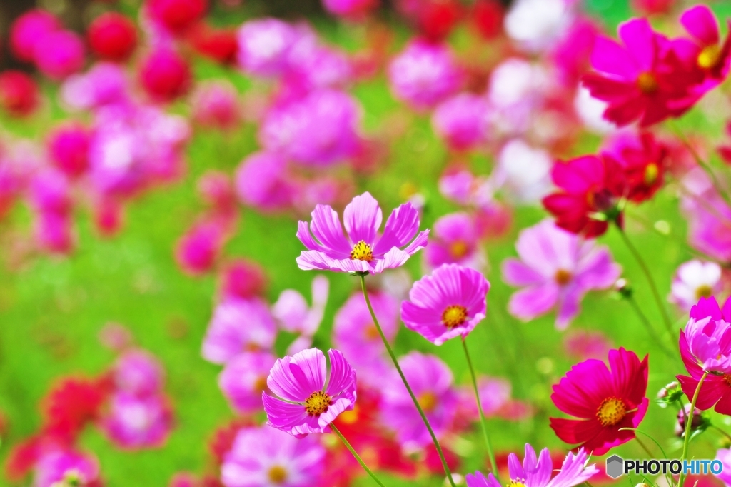 Cosmos_2015_1