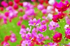 Cosmos_2015_1