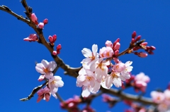 Earlier a weeping cherry tree 2