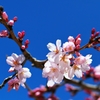 Earlier a weeping cherry tree 2