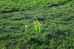 In a common spring field