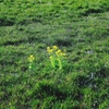 In a common spring field
