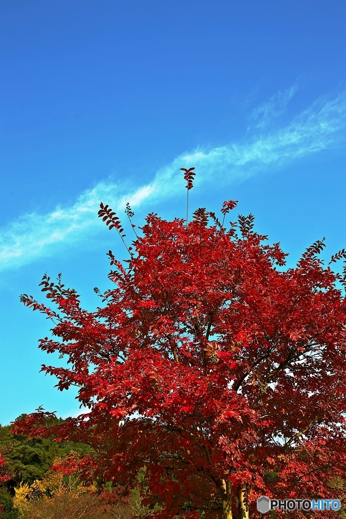 The leaves turn red in the fall 1