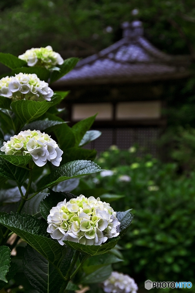 紫陽花・古寺に　７