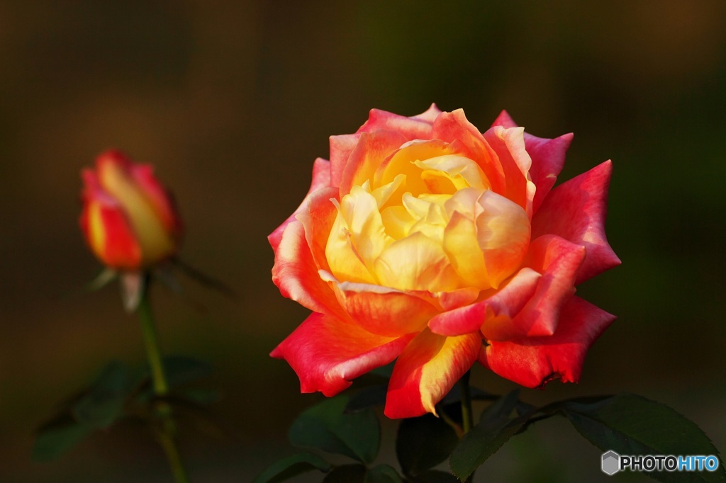 Passion and elegance 2