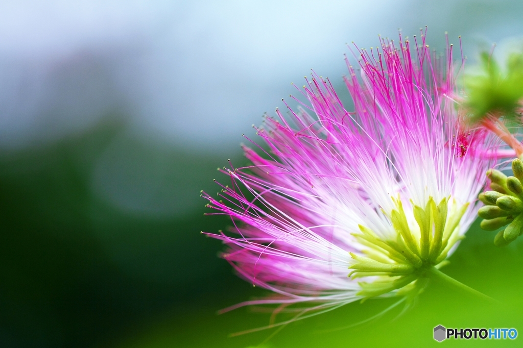 Persian silk tree