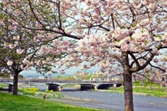 Kamo-Ohashi Bridge 3