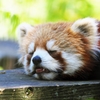 In a dream...