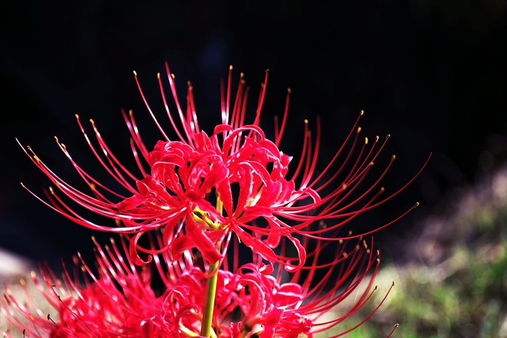 But, vivid red