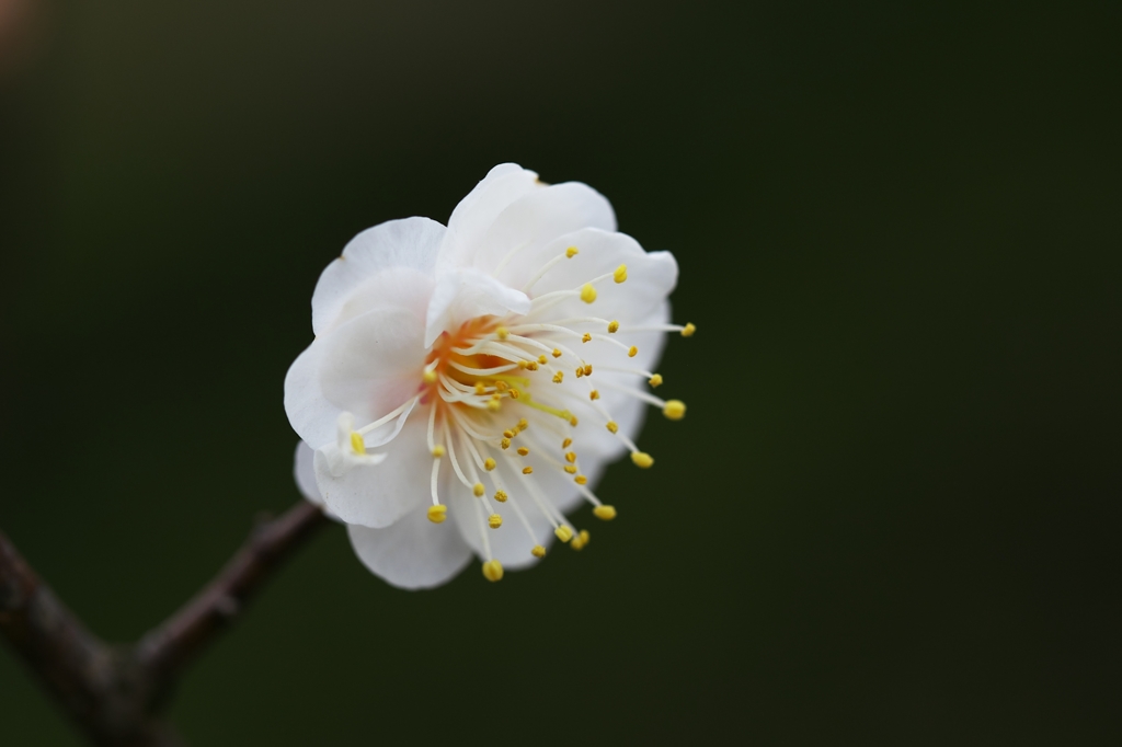 Just a spring