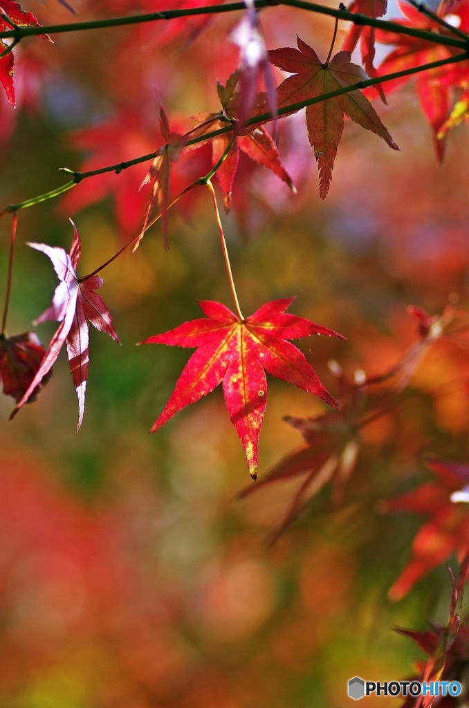 crimson foliage 3