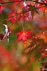 crimson foliage 3