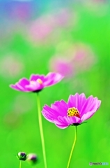 Cosmos_2015_9