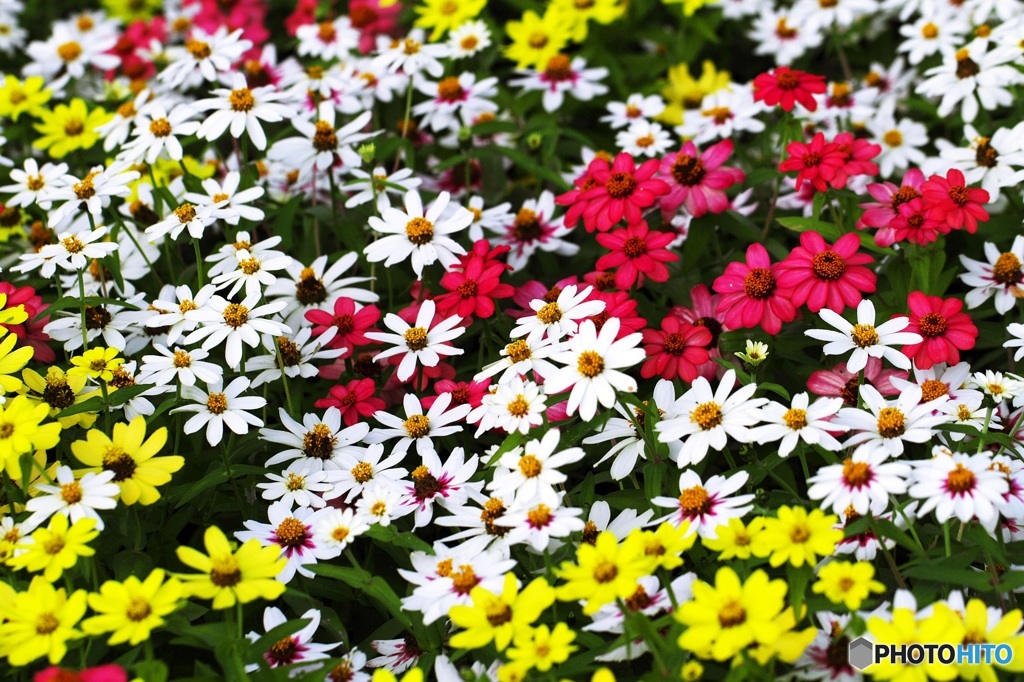 Vivid Colors 1