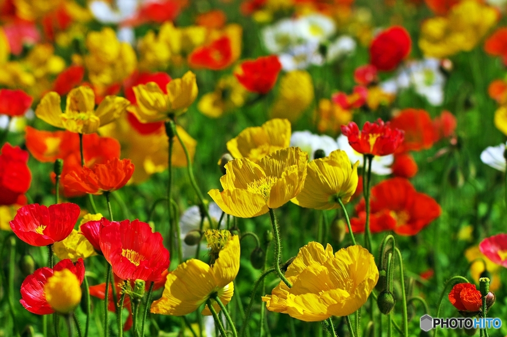 In a spring flower park 3