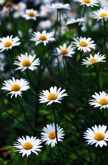 White flowers 2