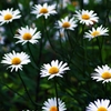 White flowers 2