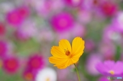 Predilection for COSMOS 1
