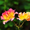 Shining roses