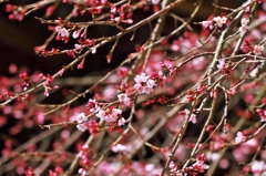 Earlier a weeping cherry tree 1