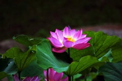 Lotus 6