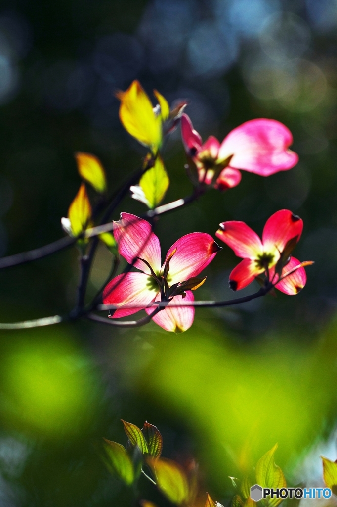 In a spring flower park 5