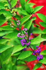 Purple is a color of autumn. 